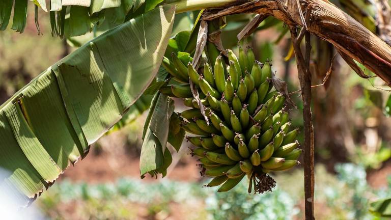 Agrocalidad declara emergencia tras confirmar presencia del hongo Fusarium R4T en El Oro