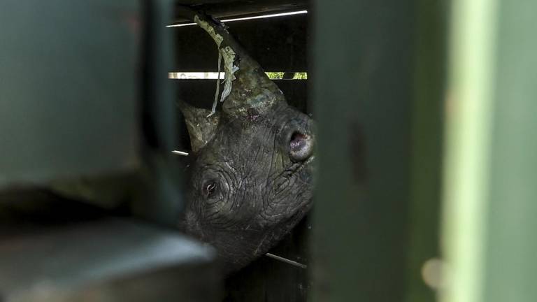 Se ve un rinoceronte negro dentro de una caja después de ser capturado el primer día del ejercicio de captura y translocación de 21 rinocerontes negros en peligro crítico de extinción.