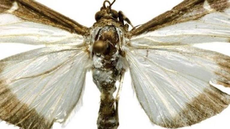 Polillas gitanas: la nueva amenaza en Estados Unidos junto a las avispas asesinas