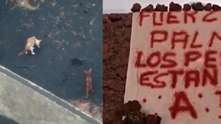 La Palma: Rescate de los perros que quedaron atrapados luego de la erupción volcánica
