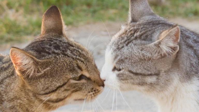 ¿Cómo hacen amigos los gatos? Estudio revela que imitan sus expresiones faciales