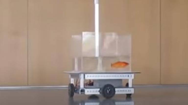 VÍDEO: Científicos le enseñan a un pez como manejar un auto robótico en tierra firme