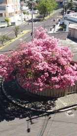 ¡Los arupos pintan de rosado a Quito!