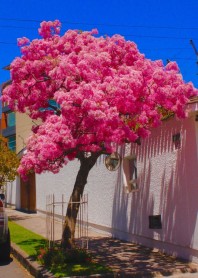 Los arupos florecen y Quito se llena de color