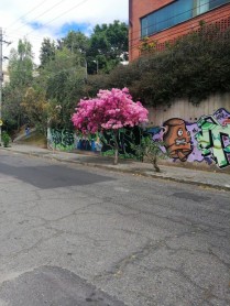 ¡Los arupos pintan de rosado a Quito!