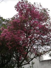 Los arupos florecen y Quito se llena de color