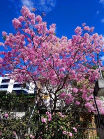 Los arupos florecen y Quito se llena de color