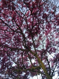 Los arupos florecen y Quito se llena de color