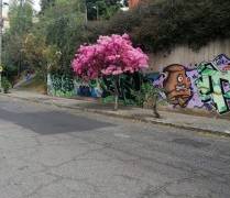 ¡Los arupos pintan de rosado a Quito!