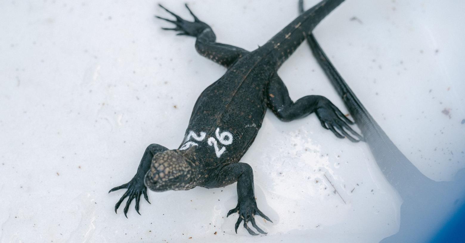 24 iguanas marinas rescatadas en el Aeropuerto de Quito regresan a Galápagos