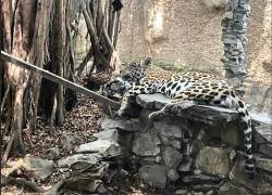 Uno de los jaguares rescatados de la propiedad del 'Gato' Farfán se encuentra en un nuevo hábitat.