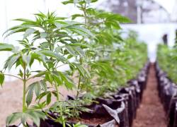 Ecuador exporta por primera vez cannabis a Suiza para elaborar medicamentos