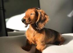 ¿Los perros pueden sufrir quemaduras por el sol?