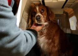 El perrito que detuvo el Metro de Quito fue rescatado y ya hay interesados en adoptarlo