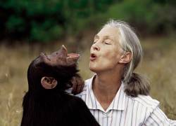 Jane Goodall revolucionó la ciencia por sus innovadoras investigaciones sobre la conducta de chimpancés salvajes en Gombe-Tanzania.