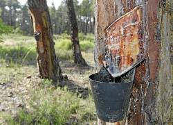 La resina es el petróleo del mundo de hoy y del futuro. La idea es que todos los usos del petróleo sean reemplazados por la resina, dijo la experta Blanca Rodríguez-Chaves.