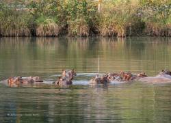 Hipopótamos en las riberas del río Magdalena.