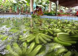 El banano Cavendish es uno de los más producidos y consumidos a nivel mundial.