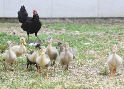 Pollos, gallinas, codornices y demás animales de consumo suelen ser vendidos, informalmente, en las calles del centro y sur de Guayaquil.
