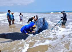 Voluntarios junto a personal del Ministerio de Ambiente, Agua y Transición Ecológica asistiendo al tiburón ballena.