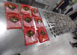 Pepinos de mar descubiertos en el aeropuerto de Guayaquil.
