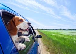 Guía básica para viajar con tus mascotas