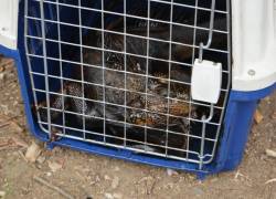 Una de las iguanas que resultaron afectadas por el derrame de aceite quemado.