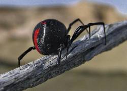 Una araña viuda negra picó a un pequeño porque el pequeño quería convertirse en Spider-man.