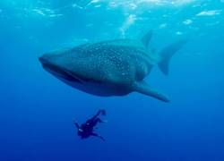 Descubrimiento en Galápagos: hallan 12 nuevos tiburones ballena en el Arco de Darwin