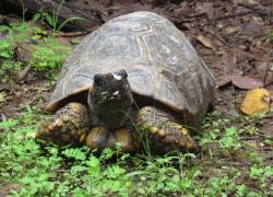 Una tortuga motelo rescatada, que lleva a cabo su rehabilitación en el Parque Histórico de la Puntilla.