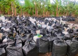 Fuerzas Armadas encontraron cerca de 22 toneladas de droga en una hacienda de Vinces, provincia de Los Ríos.