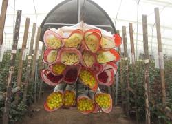 El transporte aéreo permite reducir considerablemente los tiempos de entrega, con el fin de que las flores aterricen en destino manteniendo un alto nivel de frescura.