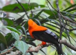 Registran 501 especies de aves en Morona Santiago