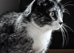 Salmiak, una nueva raza de gatos capaz de cambiar el color de su pelaje
