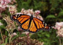 Una de las mariposas más bellas del mundo está en peligro de extinción debido al calentamiento global.