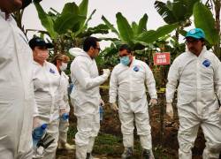 Los especialista cuentan con una trayectoria en fitopatología, bioseguridad, prevención de brotes y plagas.