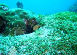 Galápagos perdió 16 arrecifes por eventos climáticos en los años 80 y 90.