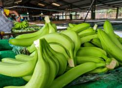 En enero pasado, el 9 por ciento del banano ecuatoriano se exportó al Medio Oriente.