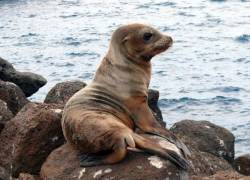 Lobo peletero de Galápagos rescatado en una playa de Perú es repatriado a Ecuador: su especie está en peligro