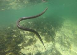 Pese a su extraña figura, la serpiente arcoíris no representa un peligro para las personas.