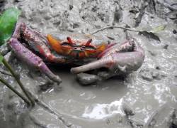Un cangrejo rojo en un manglar.