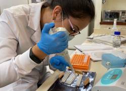 Investigadora de la Pontificia Universidad Católica del Ecuador.