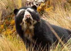 Foto referencial de un oso de anteojos