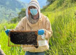 El proyecto de apicultura “Golden Miel” ayuda a la reactivación económica de las parroquias de Lita y La Carolina.