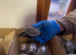 Seis personas fueron detenidas cuando transportaban 84 tortugas terrestres gigantes y 5 iguanas doradas.