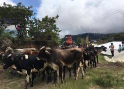 EMSAEC desarrolló un proyecto comunitario de ganadería para engorde de carne en la comunidad de Cerro Pelado.