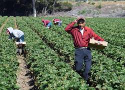 Los ecuatorianos que emigraron al exterior y envían dinero a sus familias en el país se consolidan como fuente de recursos clave para la economía; en países como EEUU, el agro demanda esta mano de obra.