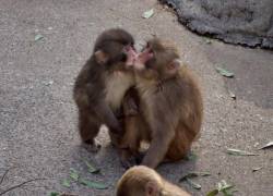 Final feliz para Punch: el macaco japonés que sobrevivió al abandono gracias a un peluche ya tiene una compañera