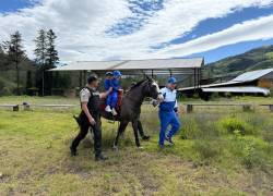 Policía Nacional abre inscripciones para terapias gratuitas con caballos: requisitos y cómo acceder