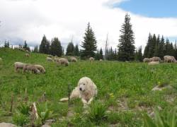 ¿Cómo evitar que mi mascota afecte al medio ambiente?